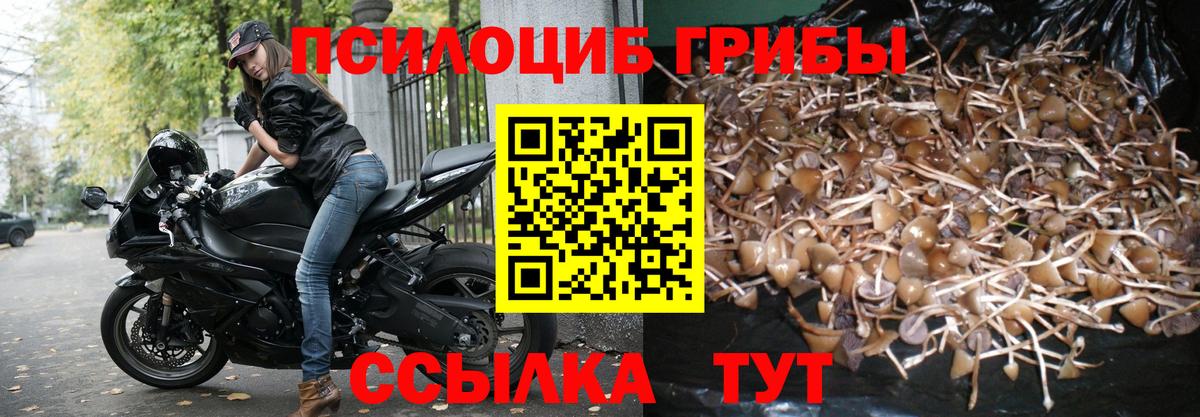 Благодарный  как найти закладки  Вход с VPN  Псилоцибиновые грибы Psilocybine cubensis 